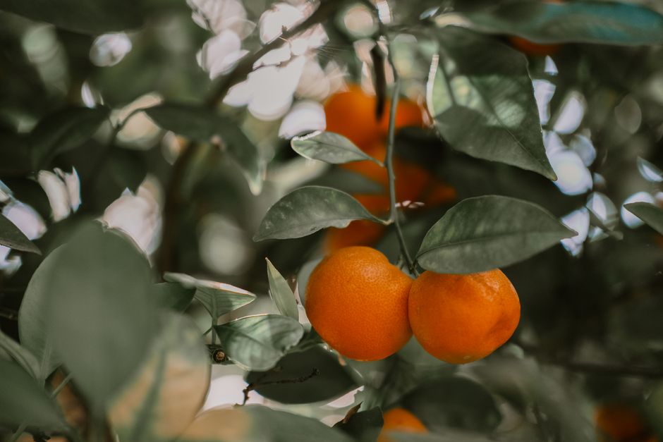Close-up of ripe oranges hanging on a tree, surrounded by lush green leaves.