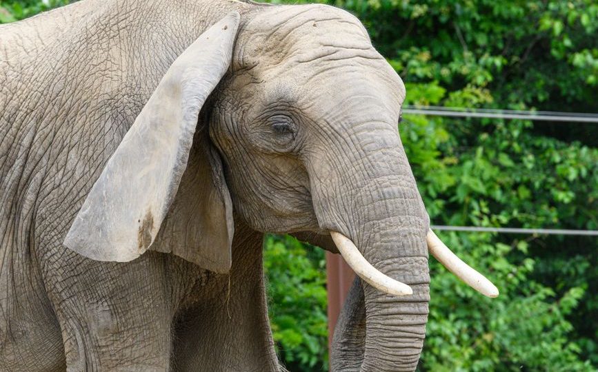Drunk Elephant Protini Polypeptide Cream Review Mature Skin: Drunk Elephant Protini Polypeptide Cream Review: Is It Worth the Splurge for Mature Skin?