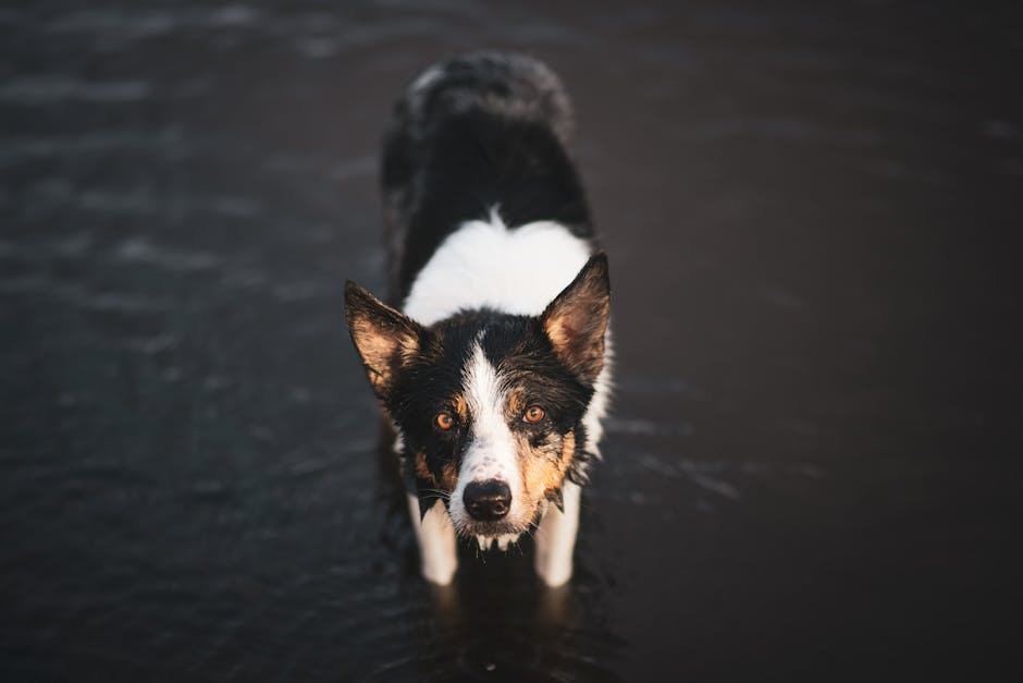 A wet Border Collie dog standing in shallow water and staring intently.