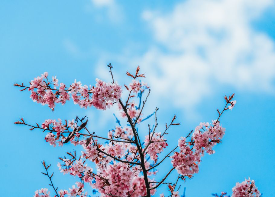 Vibrant cherry blossoms blooming against a bright blue sky, embodying the essence of spring.