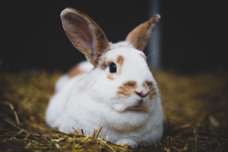 Adorable close-up of a rabbit relaxing on straw, showcasing its fur and whiskers.