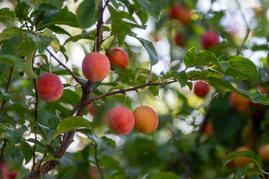 Close-up of ripe plums on leafy branches under summer sunlight in an orchard.